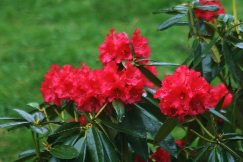 Photo of Rhododendrons (Rhododendron) uploaded by Daylilybaby