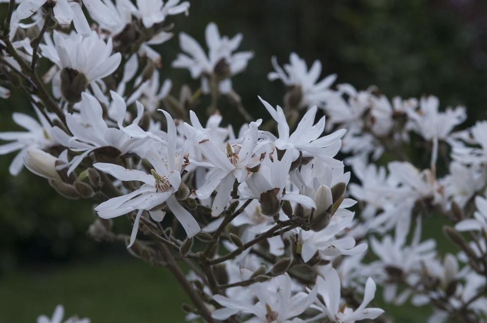 Photo of Star Magnolia (Magnolia stellata) uploaded by cliftoncat