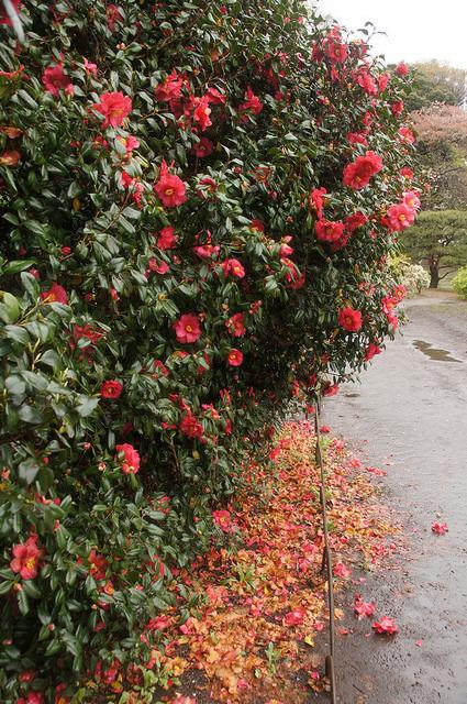 Photo of Japanese Camellia (Camellia japonica) uploaded by robertduval14