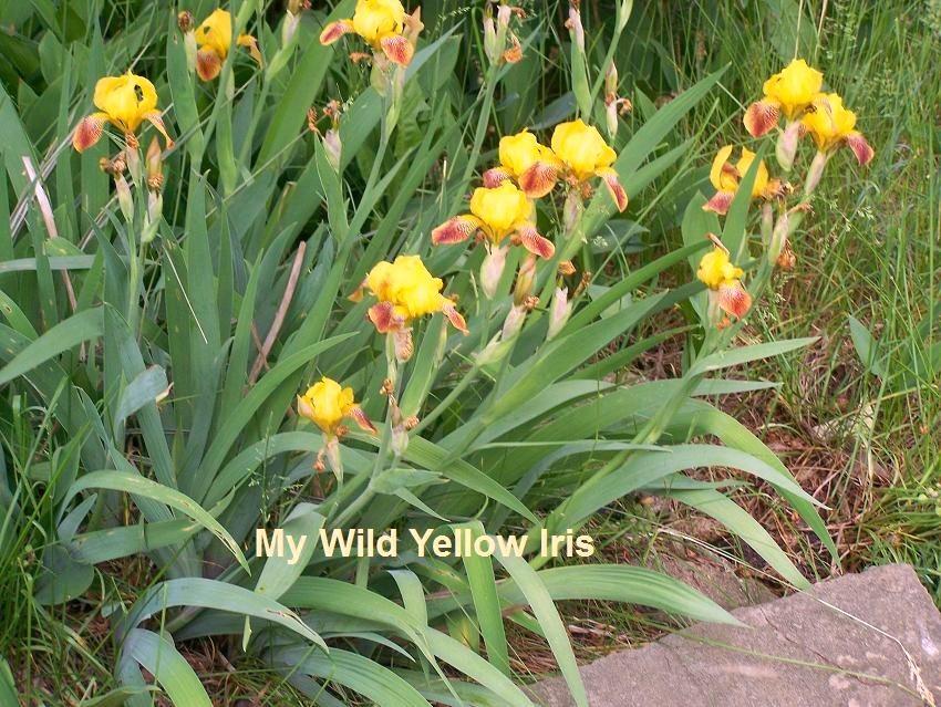 Photo of Irises (Iris) uploaded by Stush2019