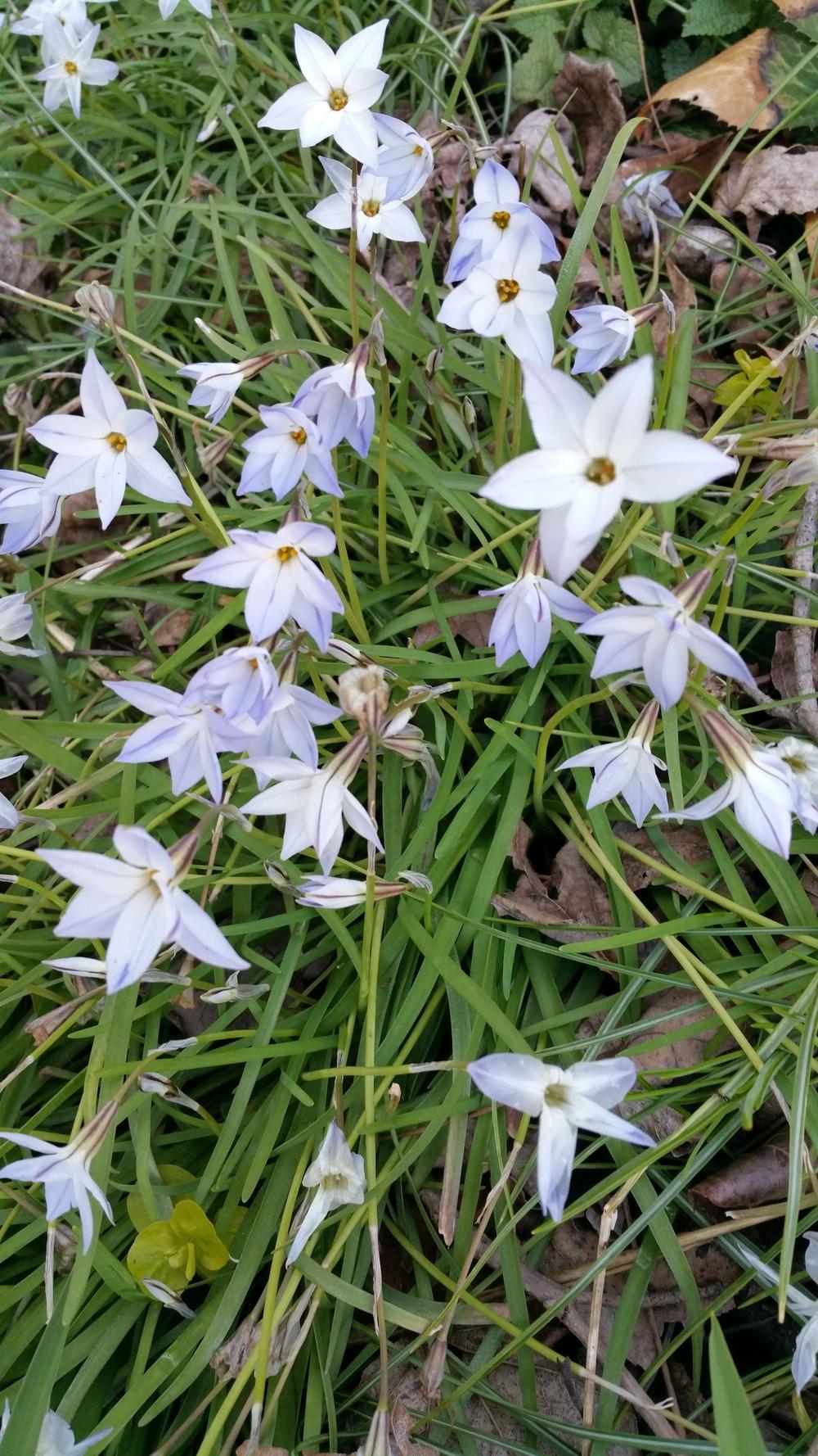 Photo of Spring Starflower (Ipheion uniflorum) uploaded by Gerris2