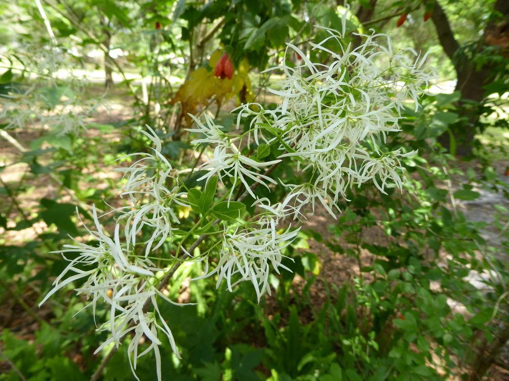 Photo of Fringe Tree (Chionanthus virginicus) uploaded by mellielong