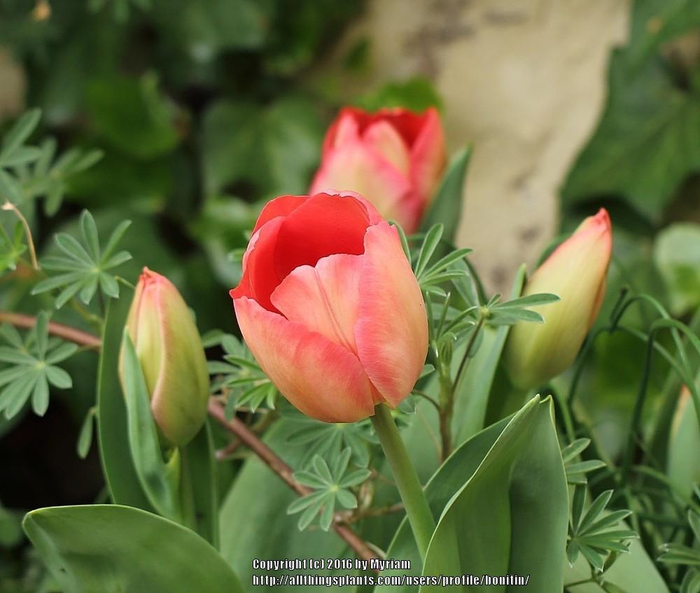 Photo of Tulip (Tulipa 'Mystic van Eijk') uploaded by bonitin