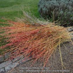 Location: RHS Harlow Carr, Yorkshire, UK
Date: 2016-04-14
Cutting the plants back hard in Spring encourages new stems to pr