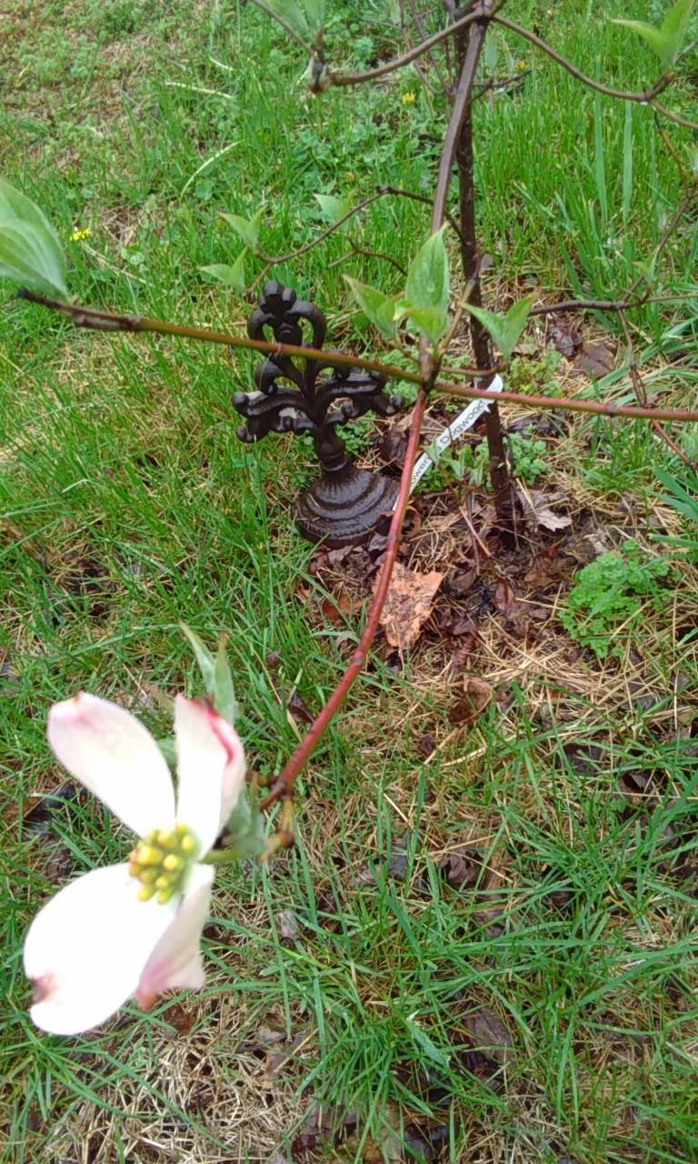 Photo of Flowering Dogwood (Cornus florida) uploaded by Flea