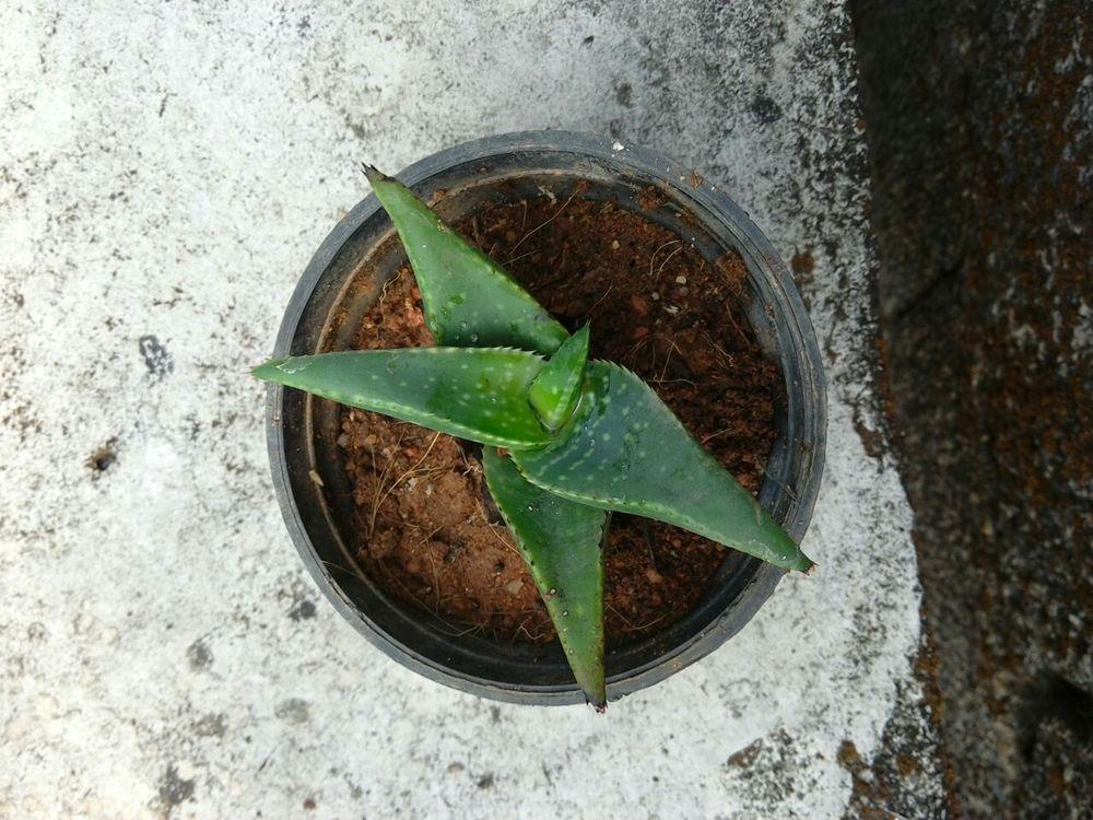 Photo of Aloes (Aloe) uploaded by thepegasus