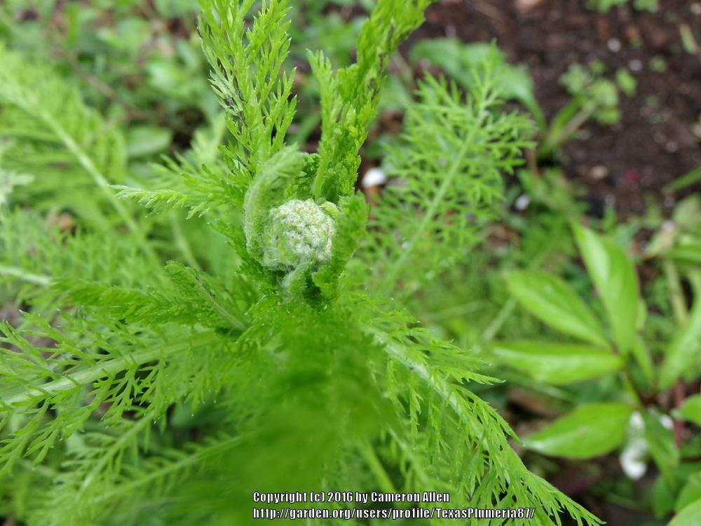 Photo of Yarrow (Achillea millefolium) uploaded by TexasPlumeria87