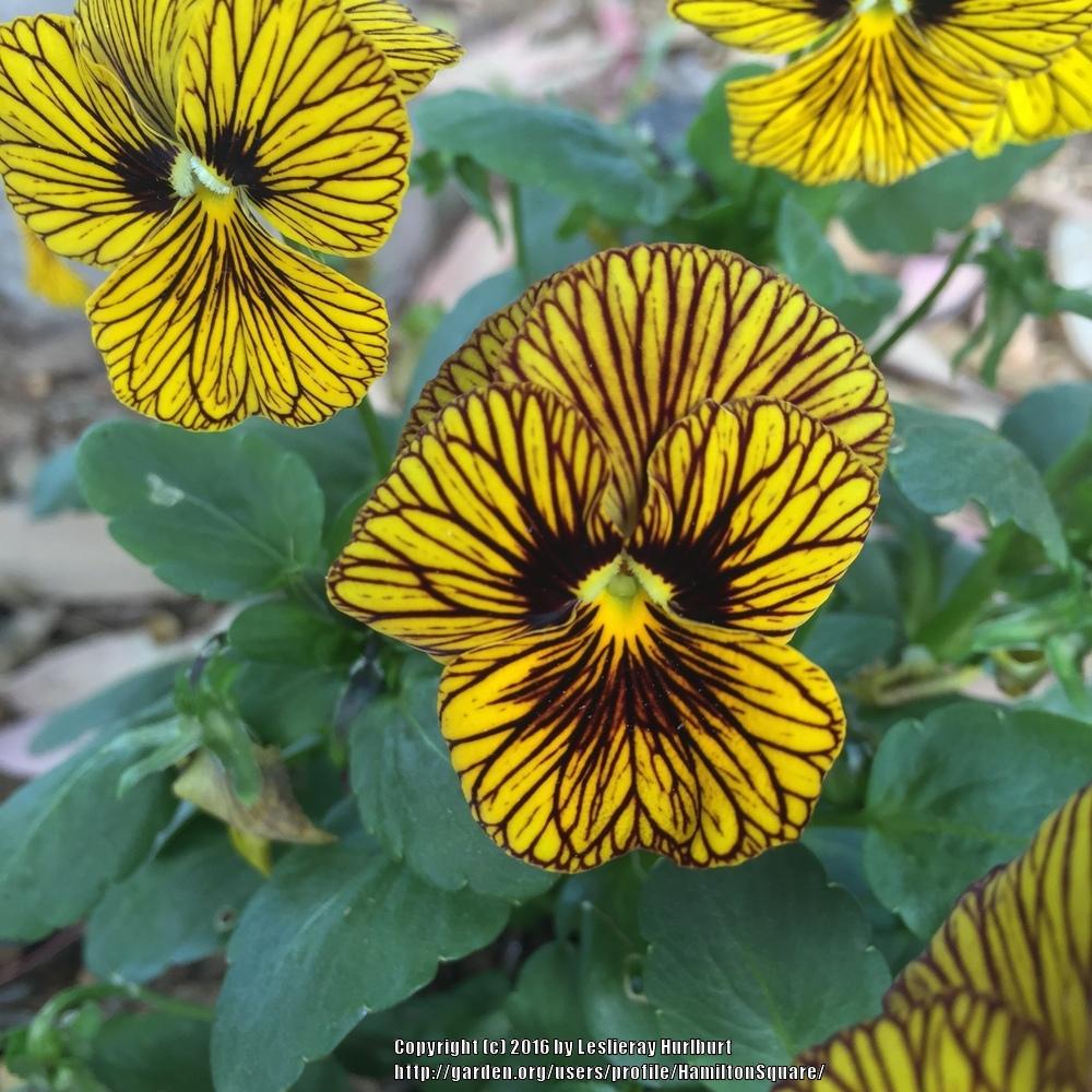 Photo of Pansy (Viola 'Tiger Eyes') uploaded by HamiltonSquare