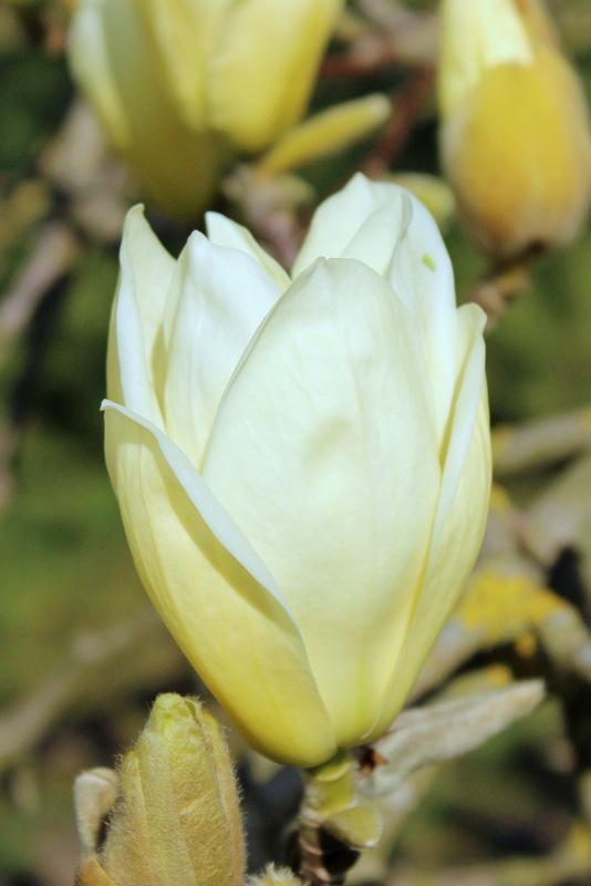 Photo of Magnolia 'Elizabeth' uploaded by RuuddeBlock