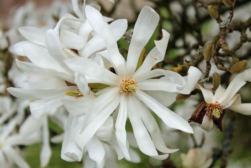 Photo of Star Magnolia (Magnolia stellata) uploaded by RuuddeBlock