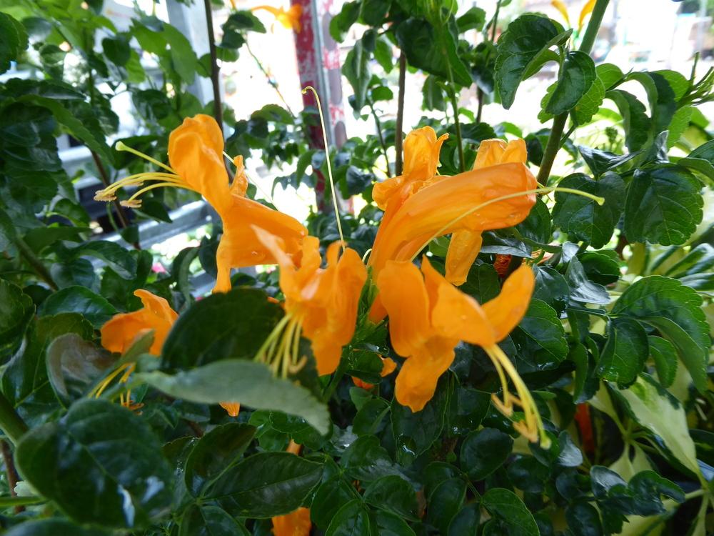 Photo of Cape Honeysuckle (Tecoma capensis) uploaded by mellielong