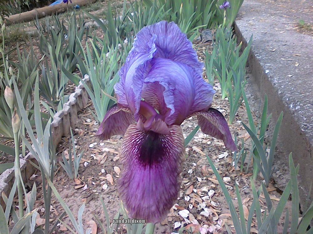 Photo of Arilbred Iris (Iris 'Dorcas') uploaded by arilbred