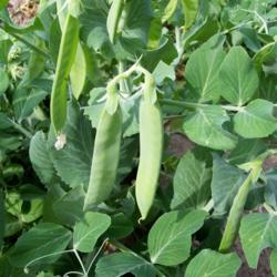 Peas and Peanuts growing guide