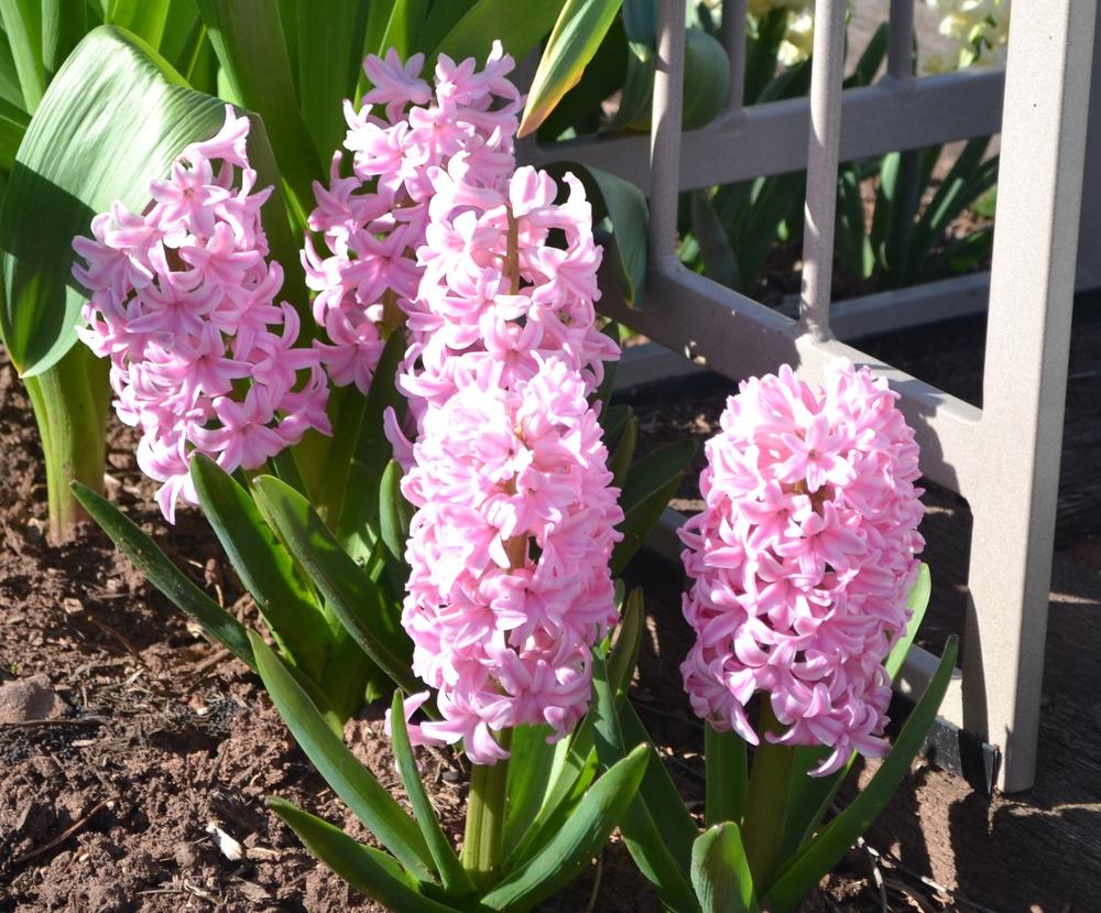 Hyacinths Plant Care and Collection of Varieties