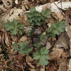 Location: Minneapolis, Minnesota
Date: 2016-05-02
Gray-green leaves in early spring