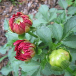 Location: Concord, NC zone 7
Date: 2016-05-02
Tag just says "Red Dahlia"!