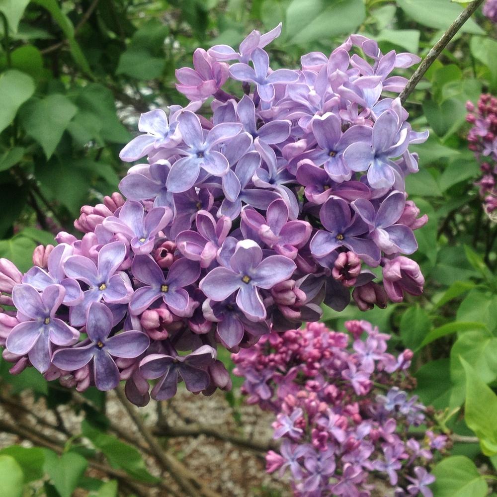 Lilacs Plant Care and Collection of Varieties