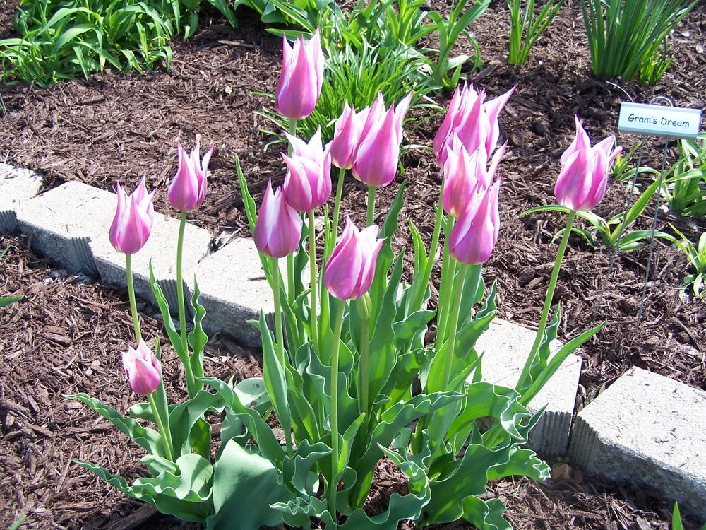 Photo of Lily Flowering Tulip (Tulipa 'Ballade') uploaded by petruske
