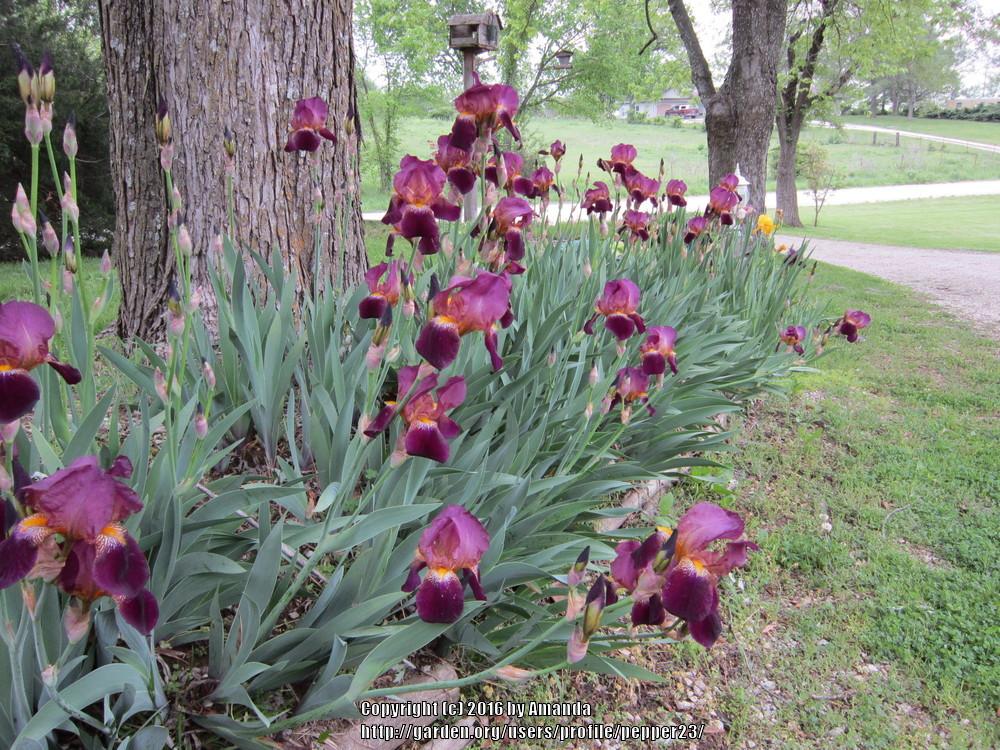 Photo of Irises (Iris) uploaded by pepper23