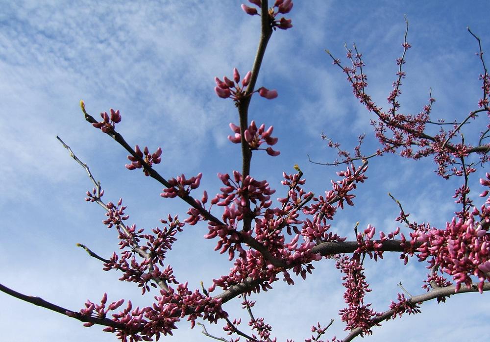 Photo of Eastern Redbud (Cercis canadensis) uploaded by pirl