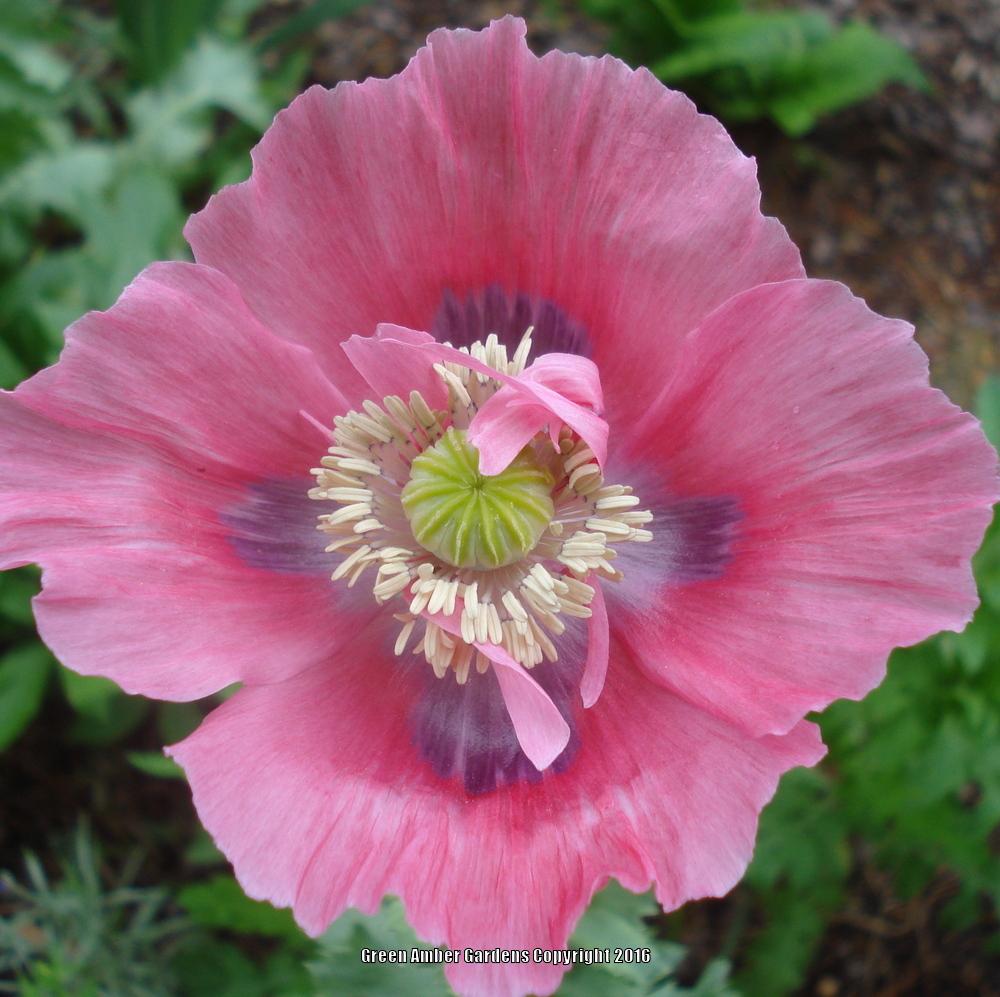 Poppies: Plant Care and Collection of Varieties - Garden.org