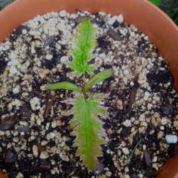 
Date: 2016-05-13
Beautiful, random variegated seedling I found. Parent was pure gr