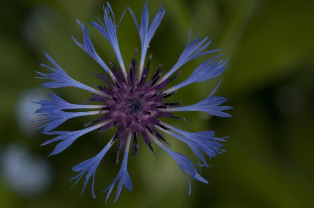 Photo of Bachelor's Buttons (Centaurea cyanus) uploaded by cliftoncat