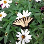 Yellow Tiger Swallowtail Butterfly visiting  Profusion White Zinn