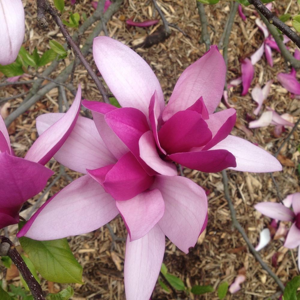 Photo of Magnolias (Magnolia) uploaded by csandt