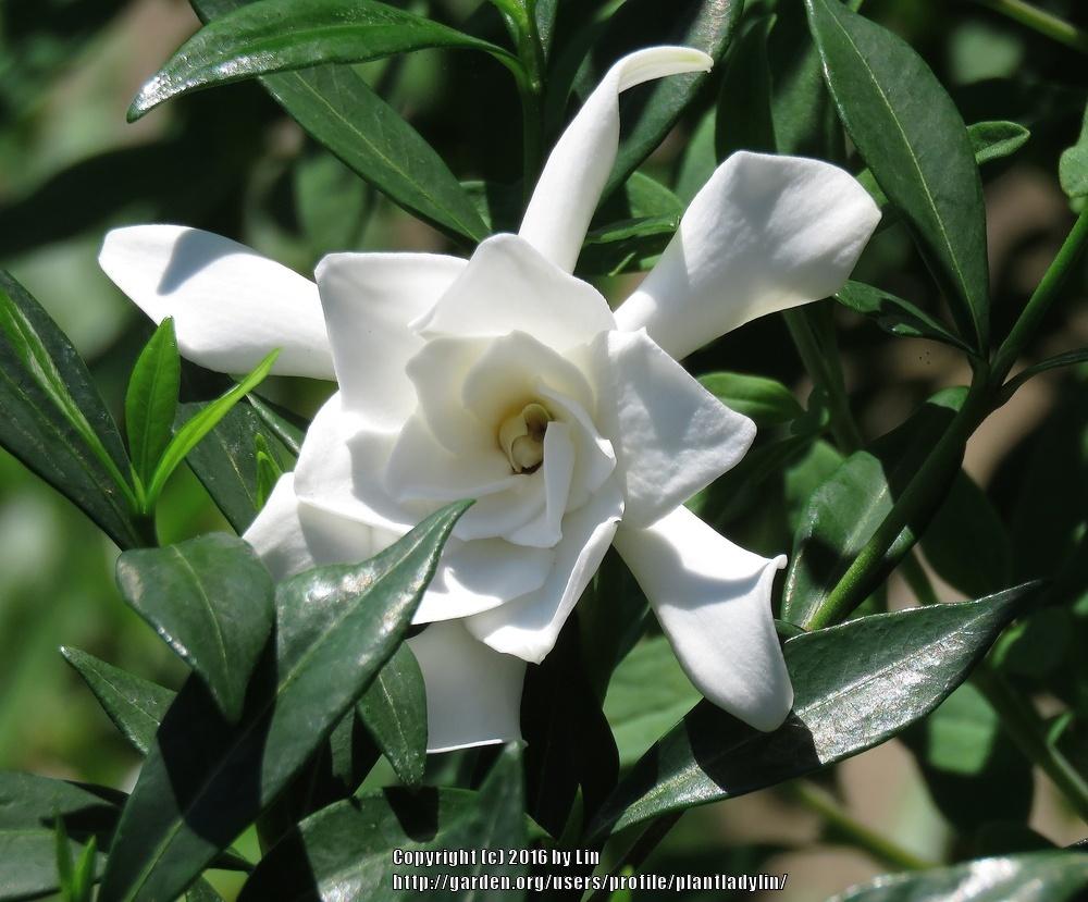 Gardenias Plant Care and Collection of Varieties