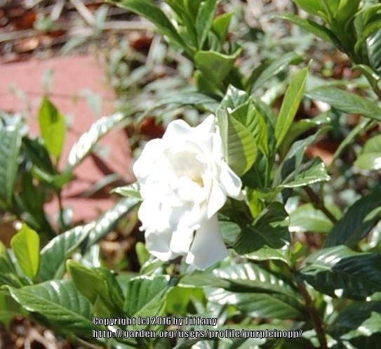 Photo of Gardenias (Gardenia) uploaded by purpleinopp