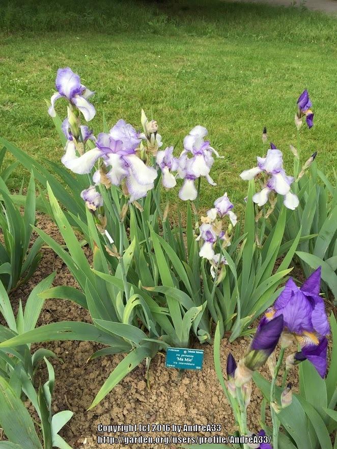 Photo of Tall Bearded Iris (Iris 'Ma Mie') uploaded by AndreA33