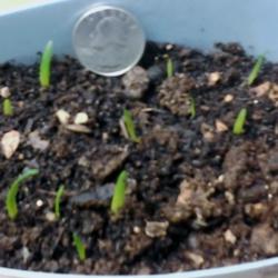 Location: zone 6a
Date: 2016-05-17
Amaryllis sprouts - 2 weeks sprouted