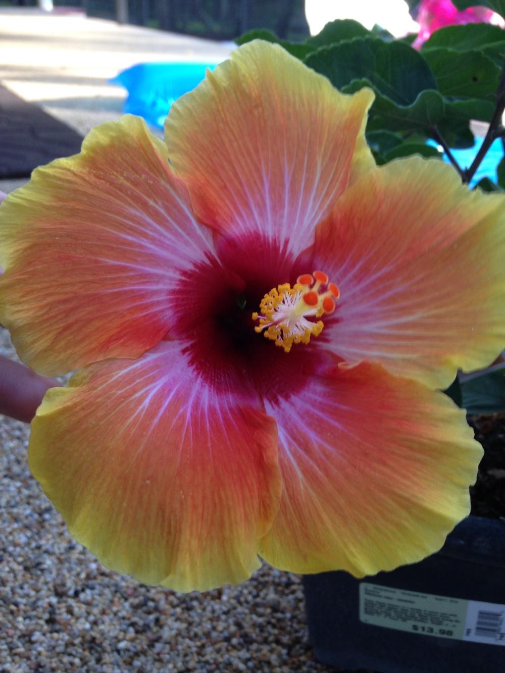 Photo of Tropical Hibiscus (Hibiscus rosa-sinensis 'Cosmic Dancer') uploaded by Bbydjee
