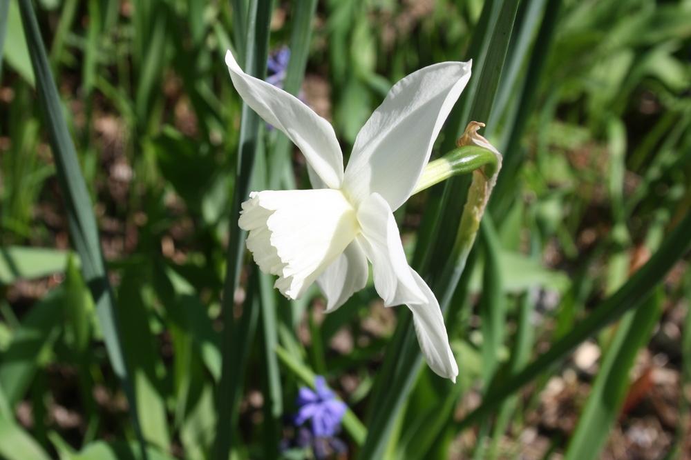 Photo of Triandrus Daffodil (Narcissus 'Tresamble') uploaded by touchofsky