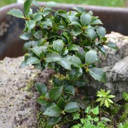 
Date: 2016-06-08
Dwarf Holly not expected to get more than 12 in tall.
