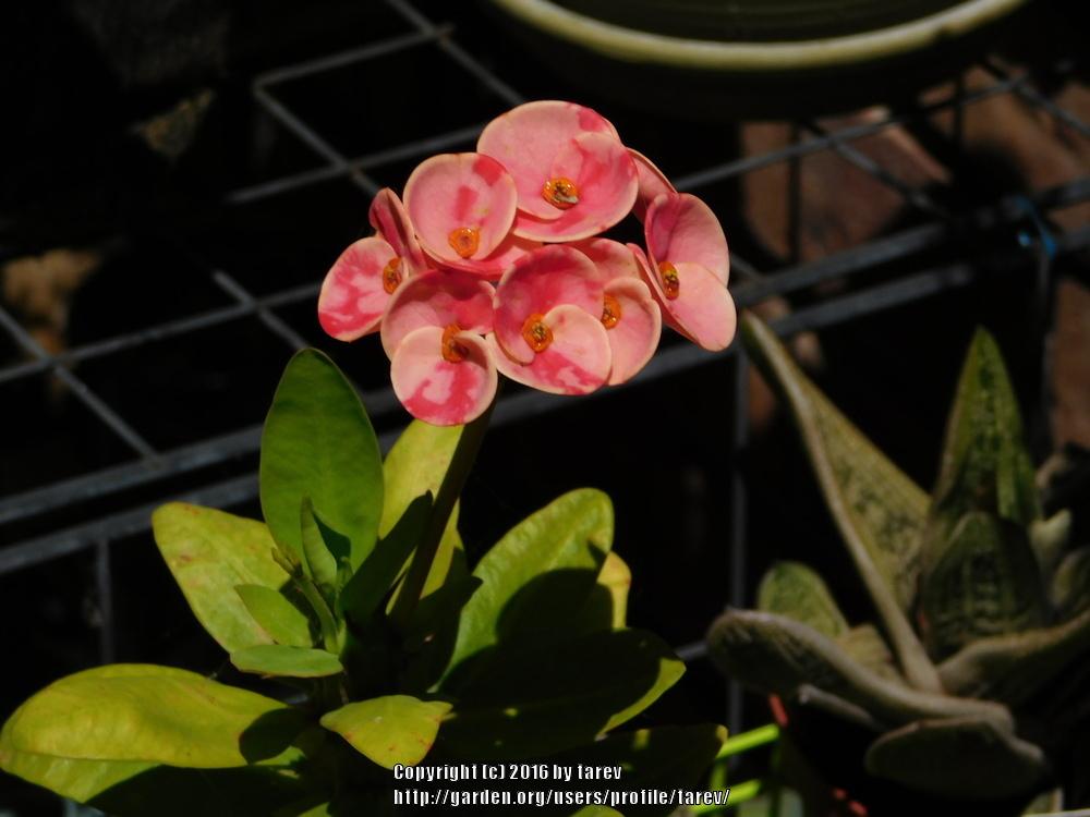 Photo of Crown of Thorns (Euphorbia milii) uploaded by tarev