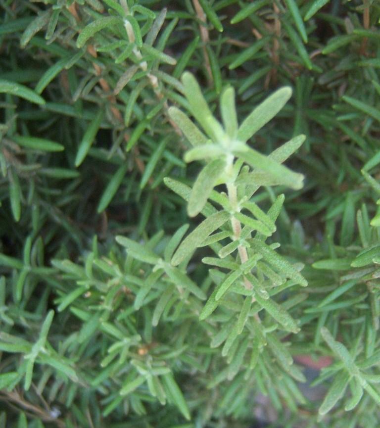 Photo of Rosemary (Salvia rosmarinus) uploaded by cocoajuno