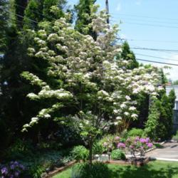 Location: My backyard in Allentown, PA
Date: 2016-05-20
One of my dogwoods peaking on 20 May 2016.