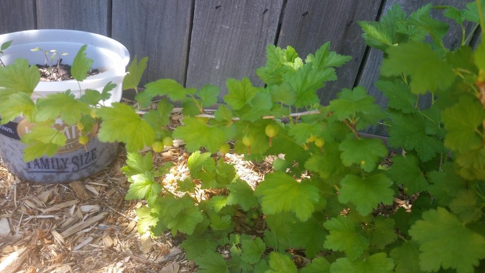 Photo of Gooseberry (Ribes uva-crispa) uploaded by robynanne