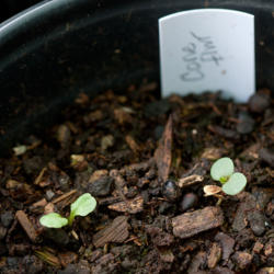 Location: Alabama Gulf Coast (z8b)
Date: March
Seedlings grown from seed harvested from the previous year's flow