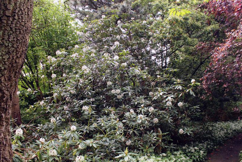 Photo of Rhododendron 'Sappho' uploaded by RuuddeBlock