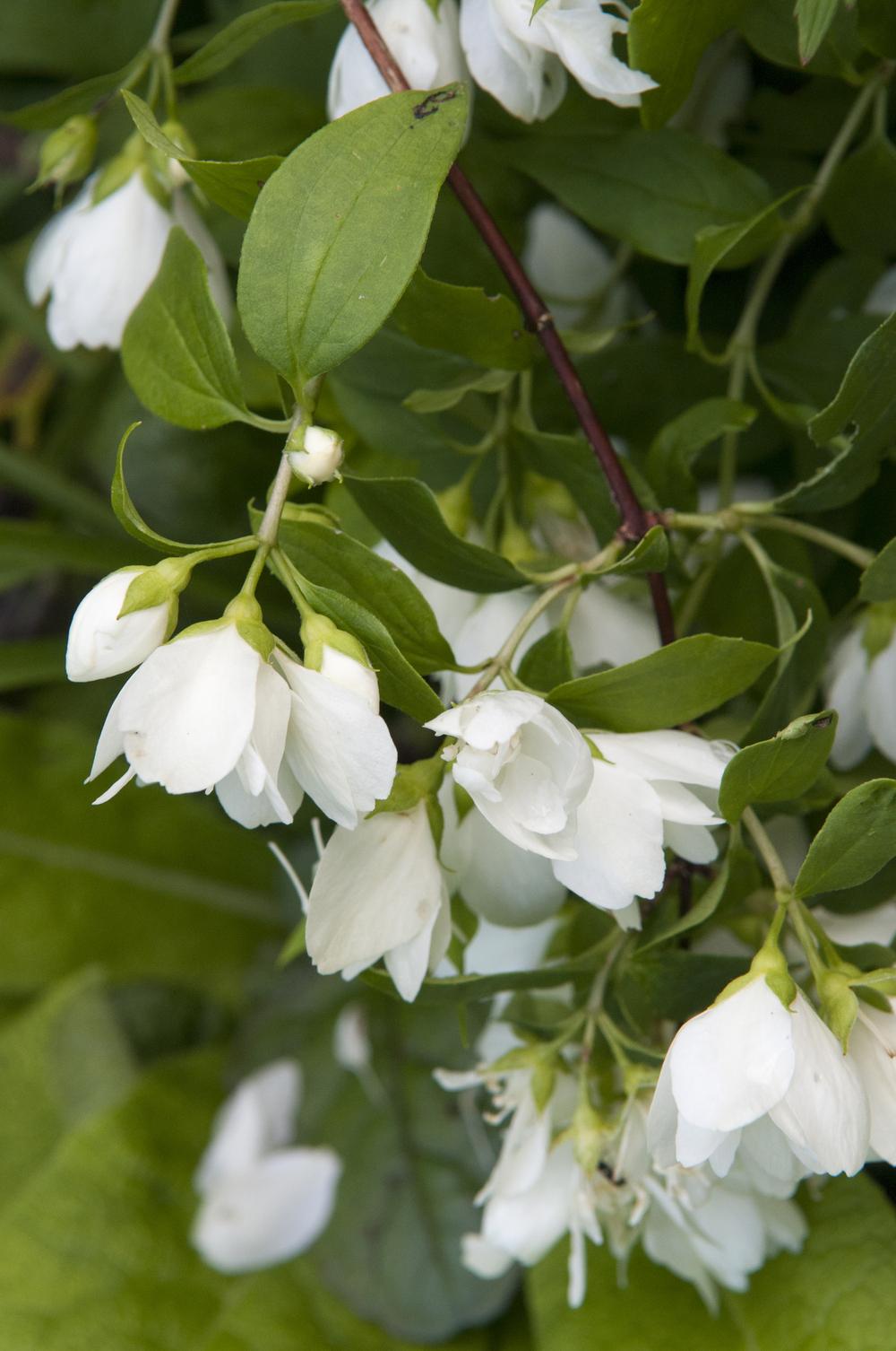 Mock Oranges Plant Care and Collection of Varieties