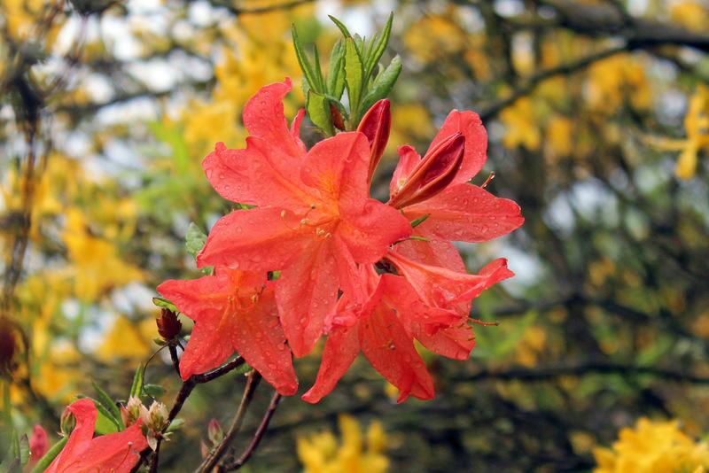 Photo of Flame Azalea (Rhododendron calendulaceum) uploaded by RuuddeBlock