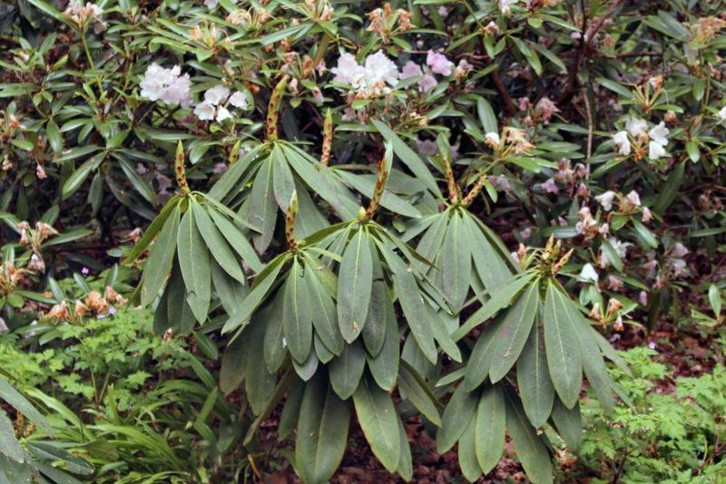 Photo of Tree Rhododendron (Rhododendron calophytum) uploaded by RuuddeBlock