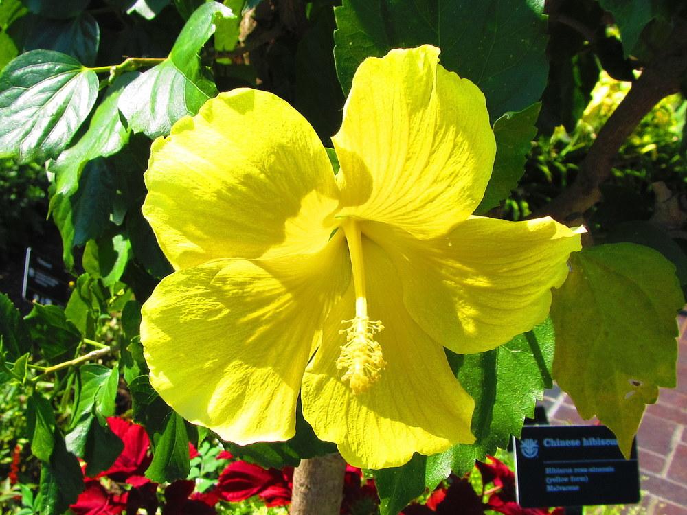 Photo of Tropical Hibiscuses (Hibiscus rosa-sinensis) uploaded by jmorth