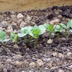 
Date: 2016-06-21
Seeds sown May 31, 2016