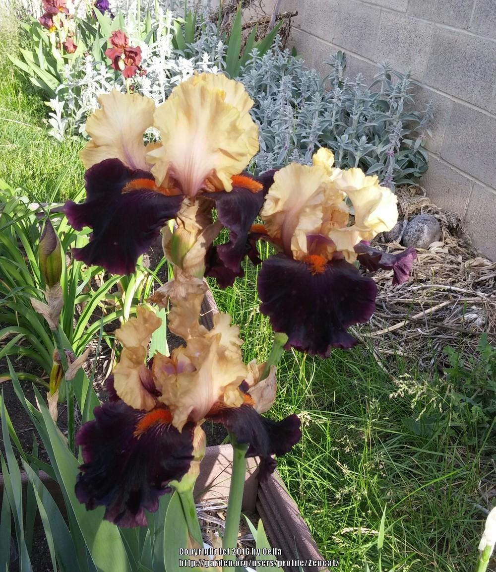 Photo of Tall Bearded Iris (Iris 'Secret Service') uploaded by Zencat