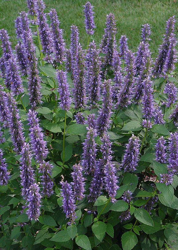 Photo of Anise Hyssop (Agastache 'Blue Fortune') uploaded by ArtD