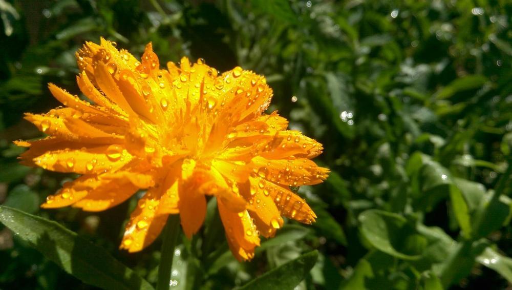 Photo of Pot Marigold (Calendula officinalis) uploaded by Toni